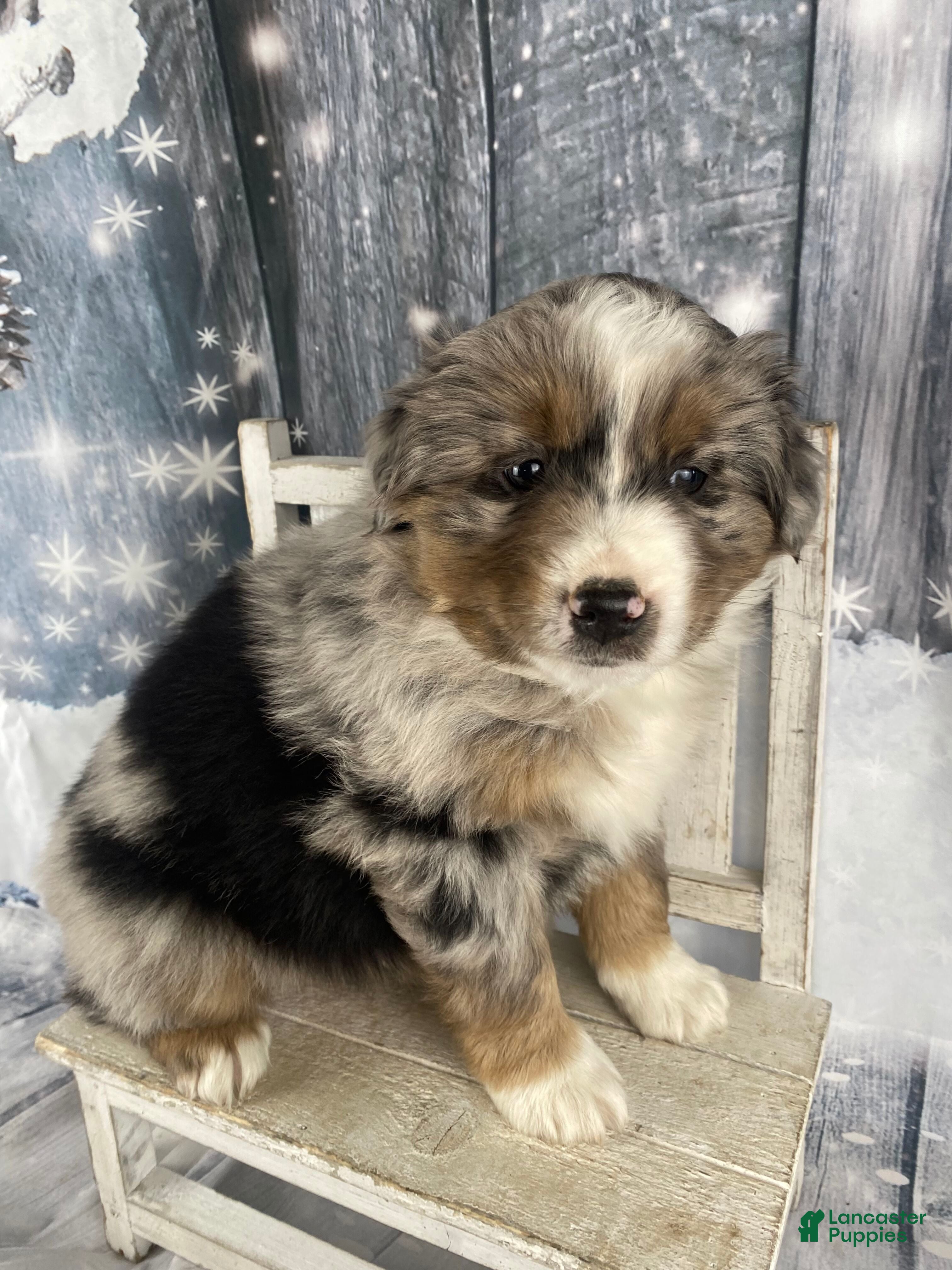 Australian Shepherd dogs Valor - Ad 16