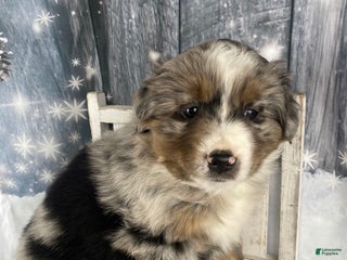 Australian Shepherd dogs Valor - Ad 16