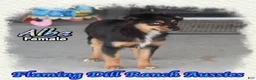 Miniature Australian Shepherd dogs for sale: Alba - Ad 4