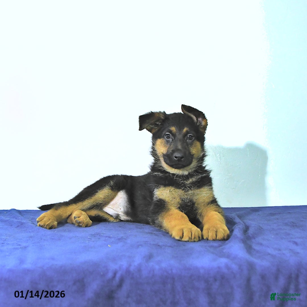 German Shepherd dogs for sale: Ranger - Ad 1