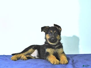 German Shepherd dogs Ranger - Ad 32