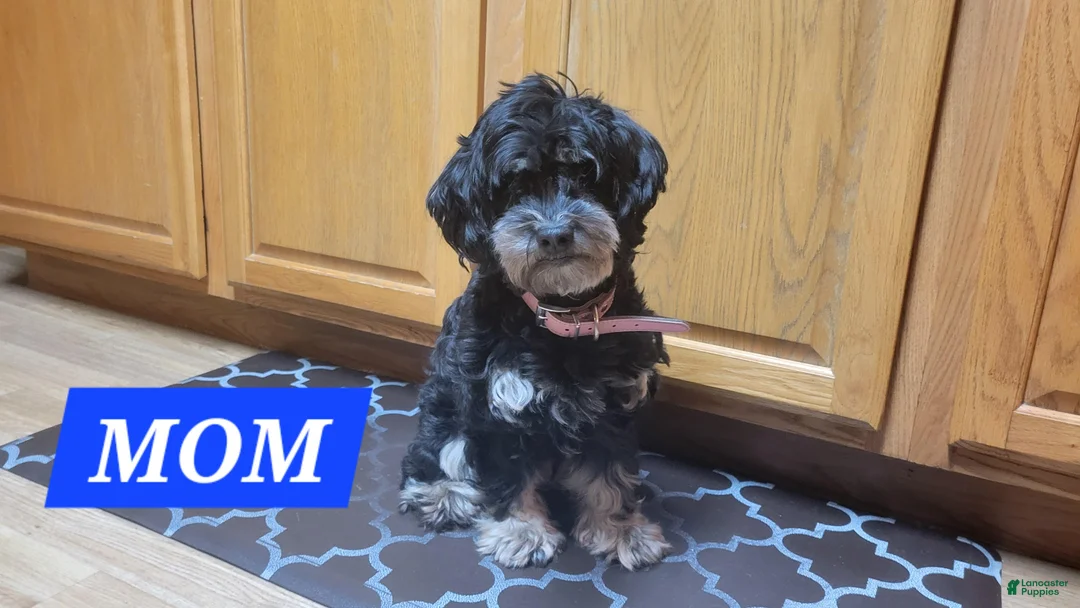 Maltipoo dogs for sale: Daisy - Ad 18