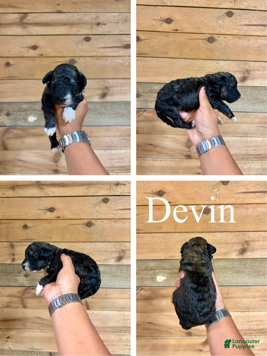 Bernedoodle dogs for sale: Devin - Ad 1