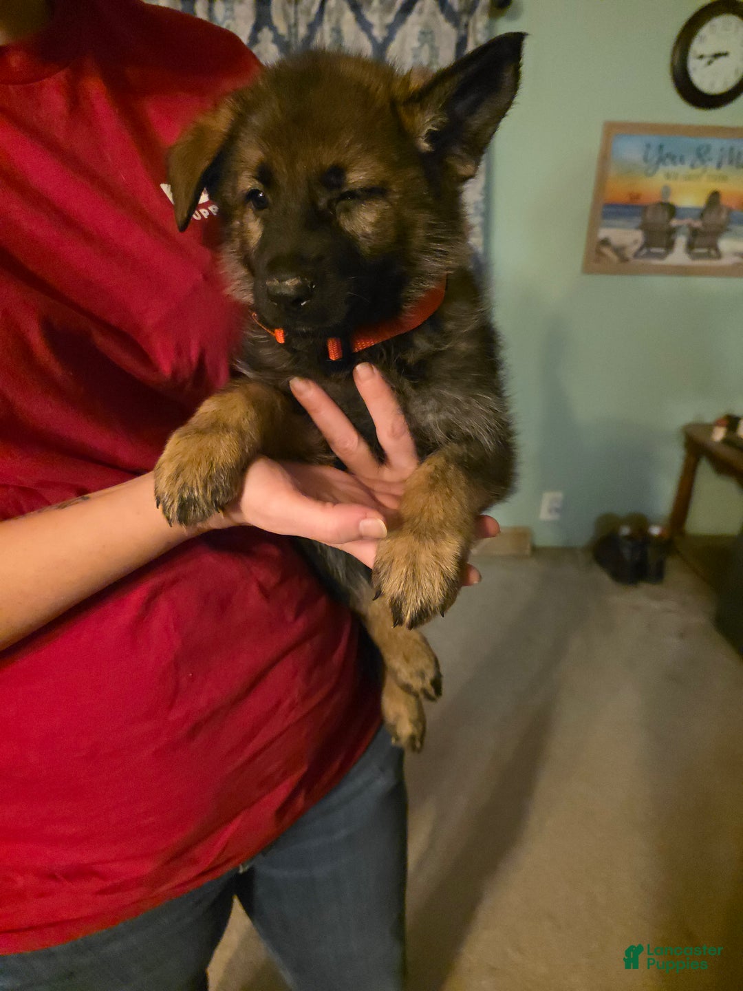 German Shepherd dogs for sale: German Shepherd Puppy 3 - Ad 4