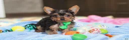 Yorkshire Terrier dogs for sale: Bear - Ad 6