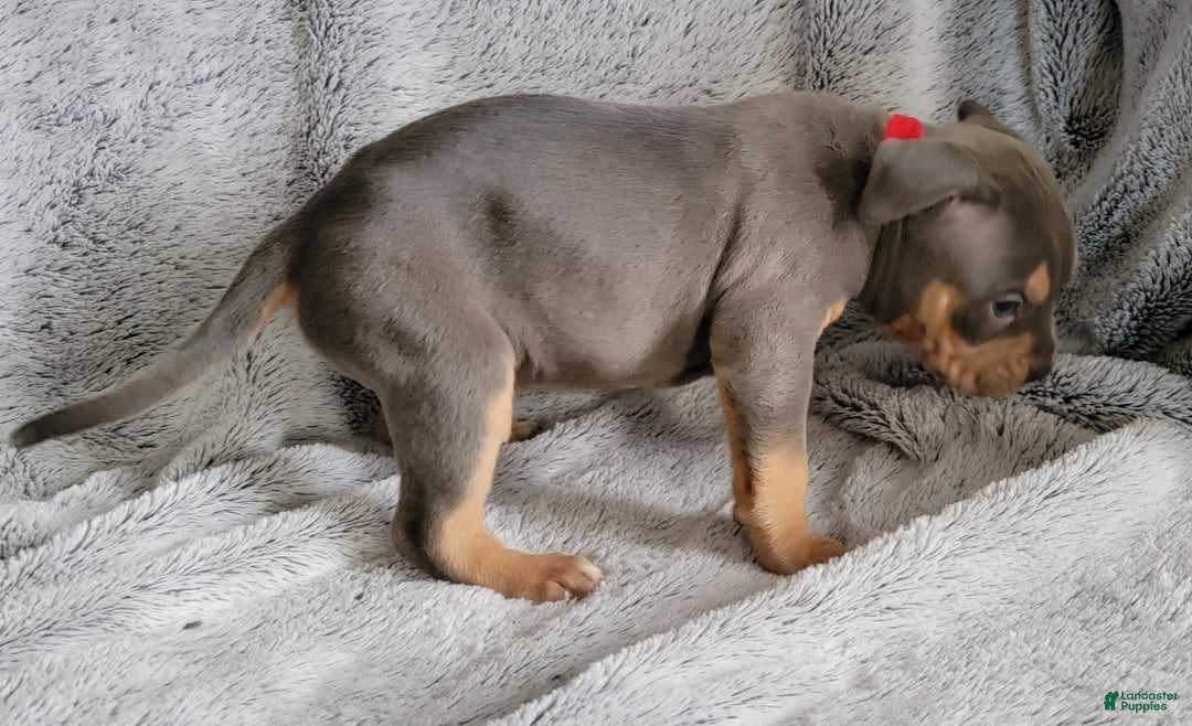 American Bully dogs for sale: Rocky - Ad 4