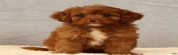 Cavapoo dogs for sale: Kendall - Ad 3