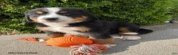 Bernese Mountain Dog dogs for sale: Boone - Ad 3