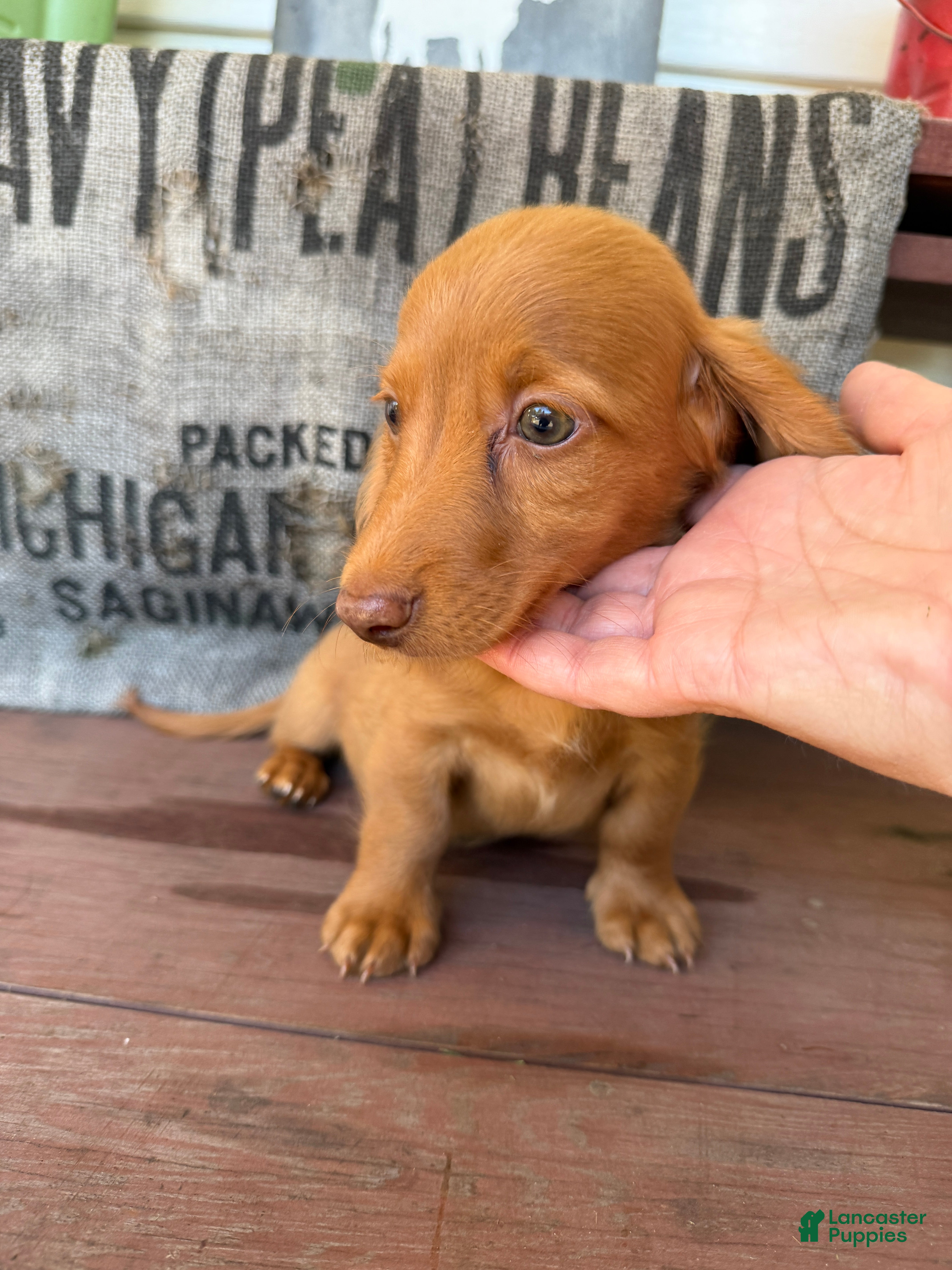 Miniature Dachshund dogs Toby - Ad 2