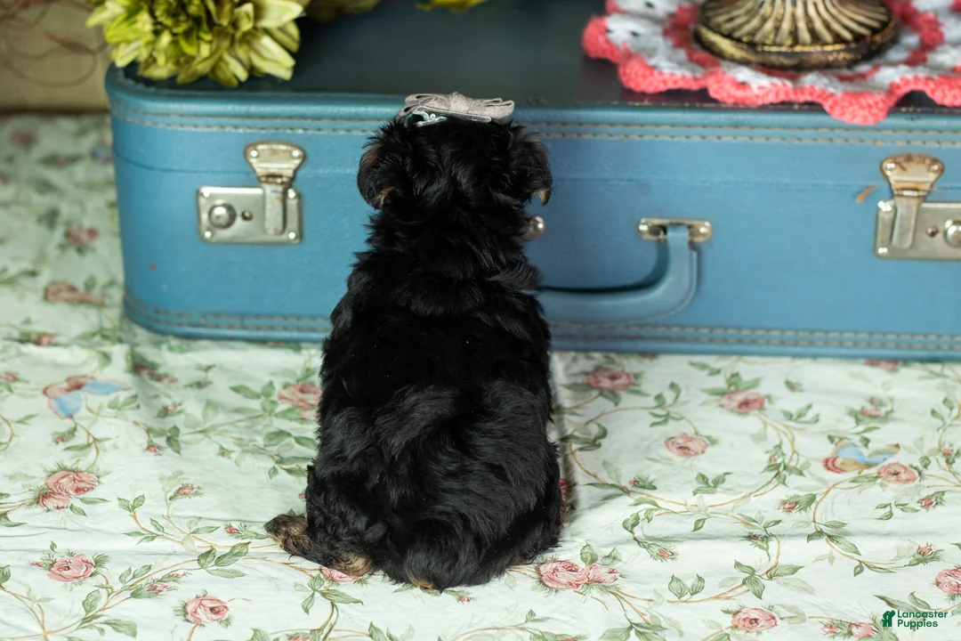 Yorkshire Terrier dogs for sale: Lucy  - Ad 5