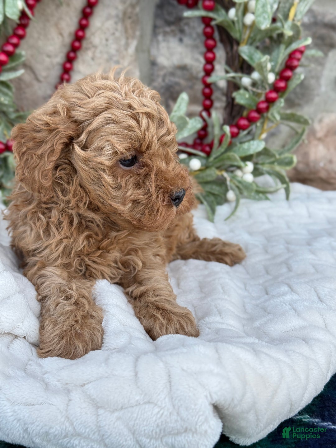 Toy Poodle dogs for sale: Trotter - Ad 12