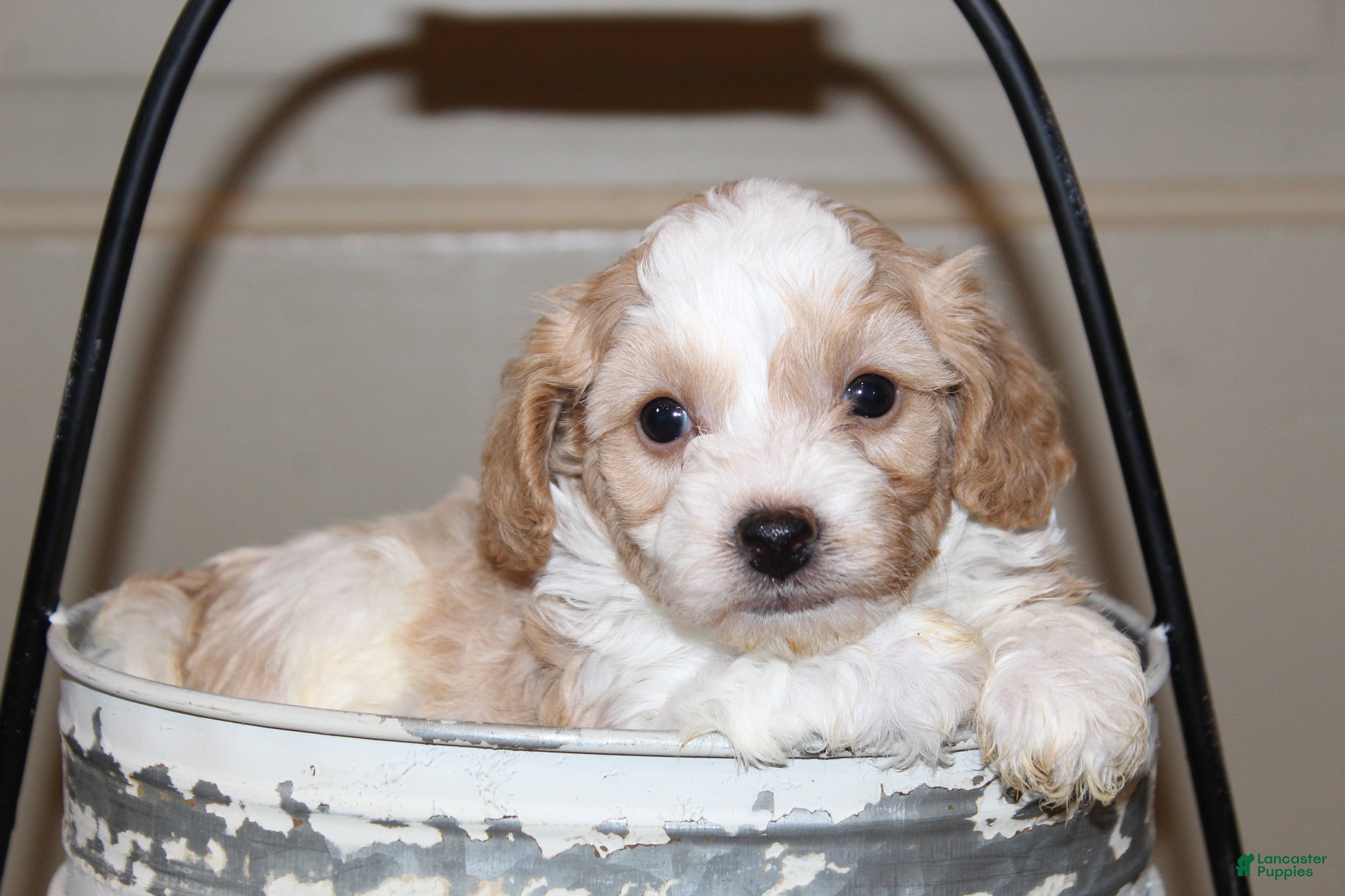 Havapoo dogs Milo - Ad 1