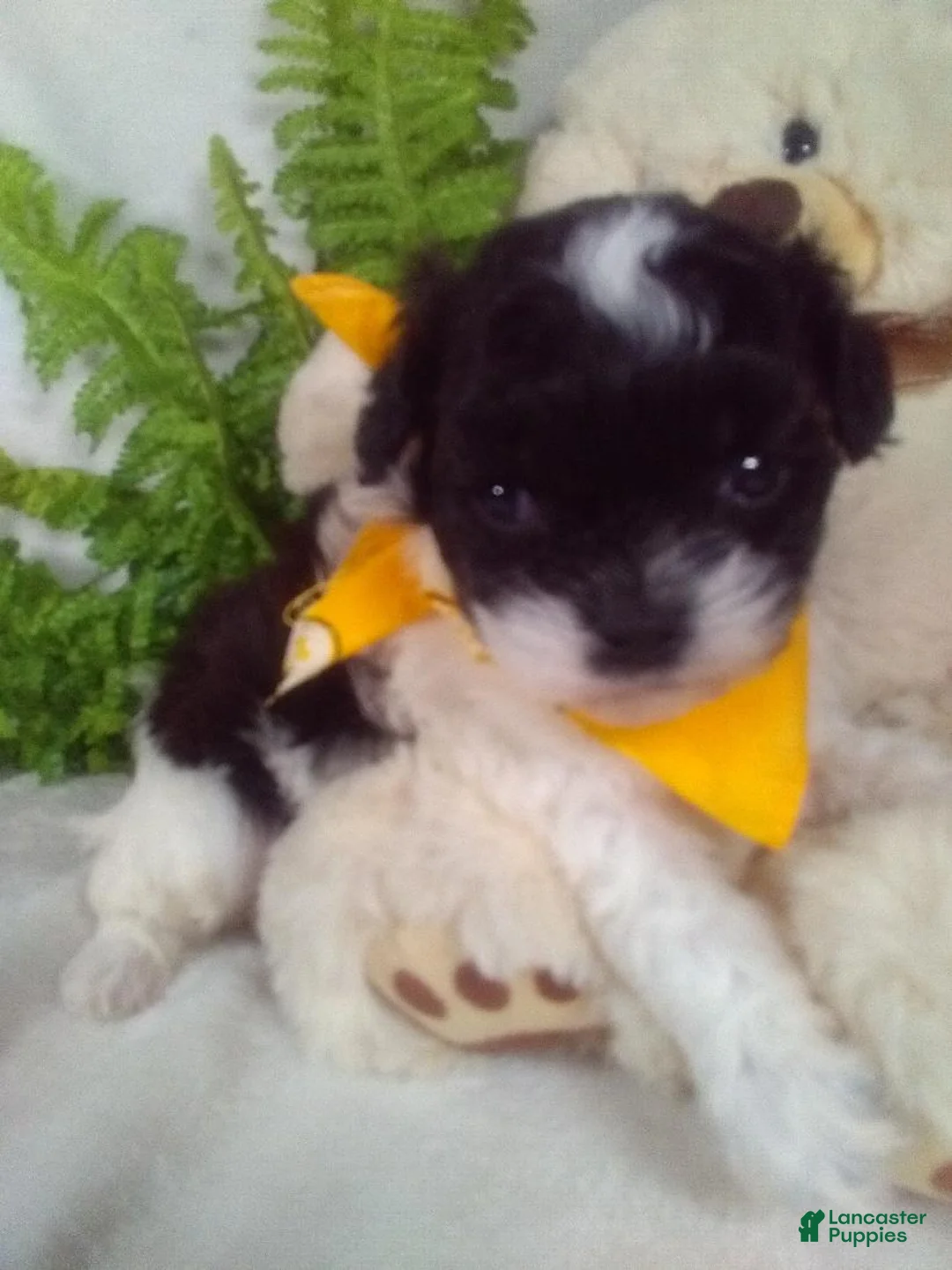 Shihpoo dogs for sale: Kit - Ad 1