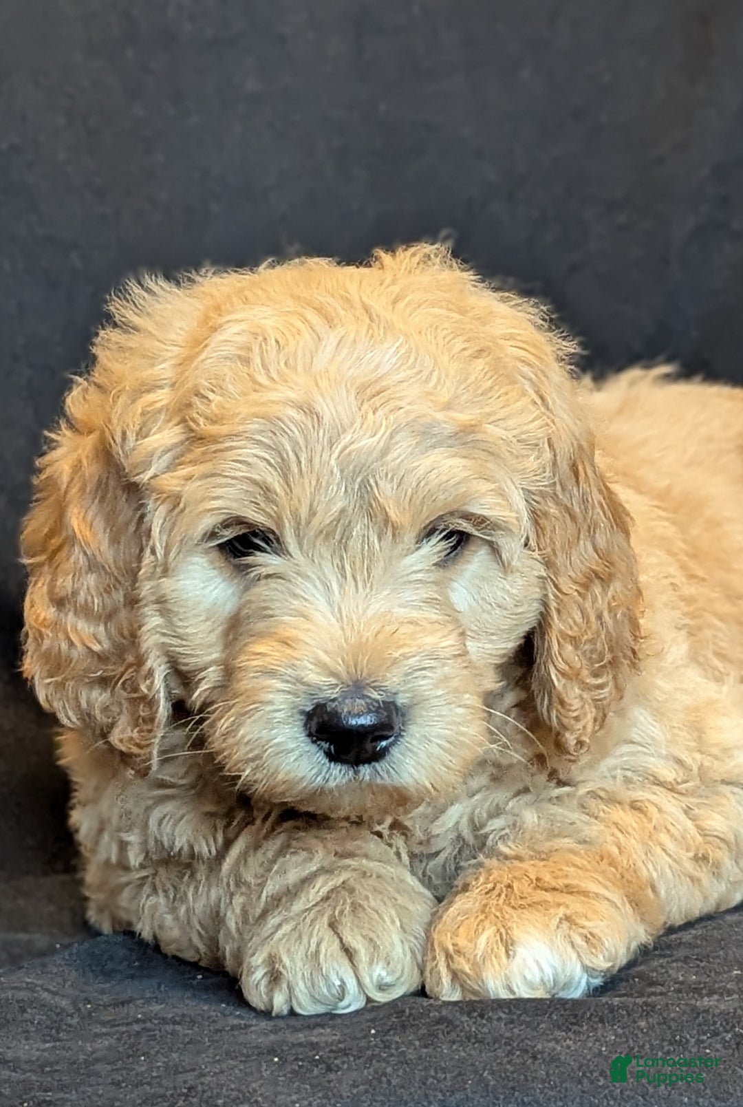 Goldendoodle dogs for sale: Bear  - Ad 8