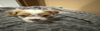 Maltipoo 4