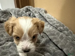 Maltipoo dogs Maltipoo 4 - Ad 1
