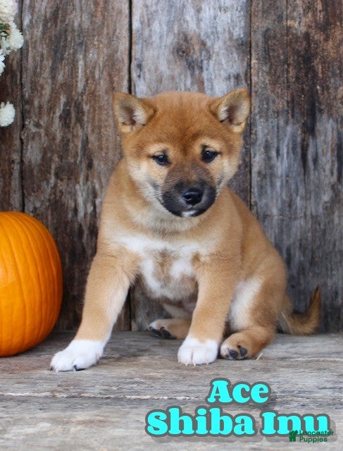 Shiba Inu dogs Ace - Ad 18