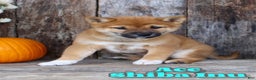 Shiba Inu dogs for sale: Ace - Ad 1