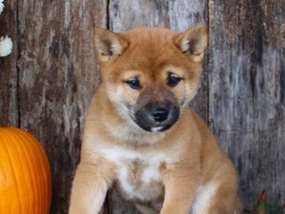 Shiba Inu dogs Ace - Ad 20