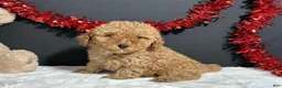 Toy Poodle dogs for sale: Kara - Ad 1