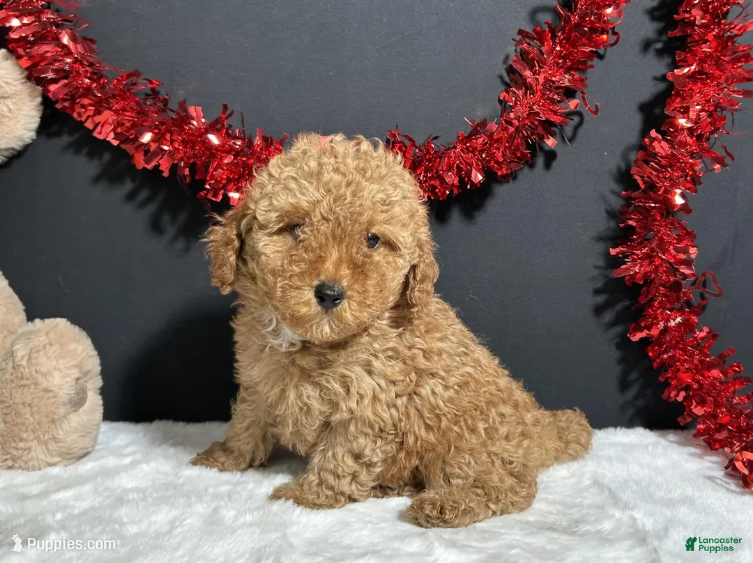 Toy Poodle dogs for sale: Kara - Ad 1