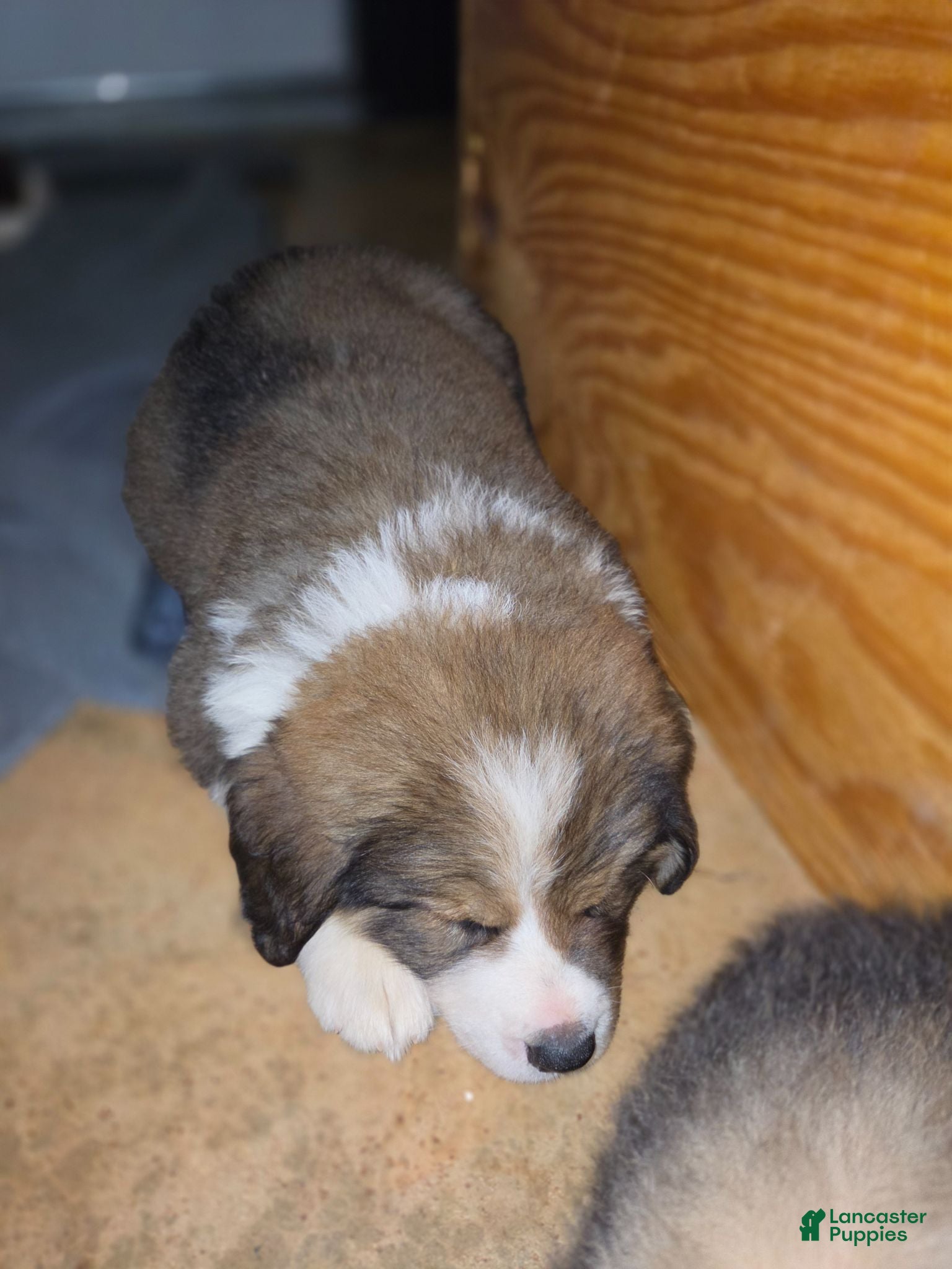 Mixed Breed dogs Light blue - Ad 29