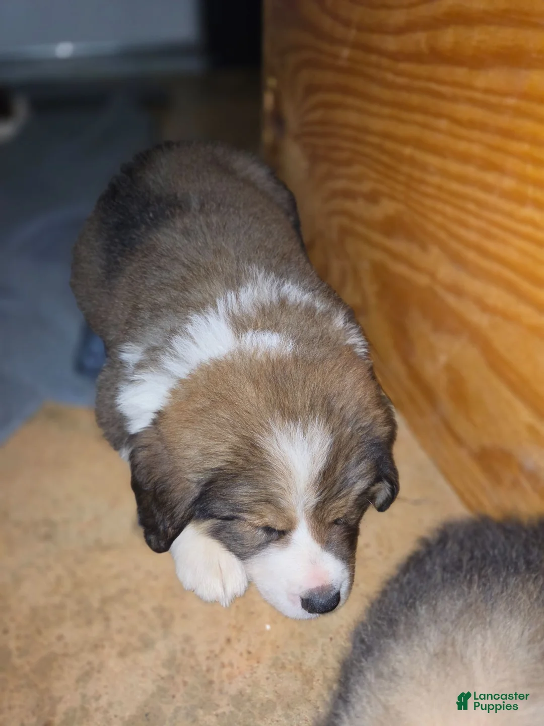 Mixed Breed dogs for sale: Light blue - Ad 1