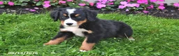 Bernese Mountain Dog dogs for sale: Riley - Ad 5