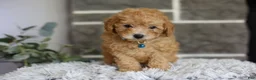 Toy Poodle dogs for sale: Chico - Ad 9