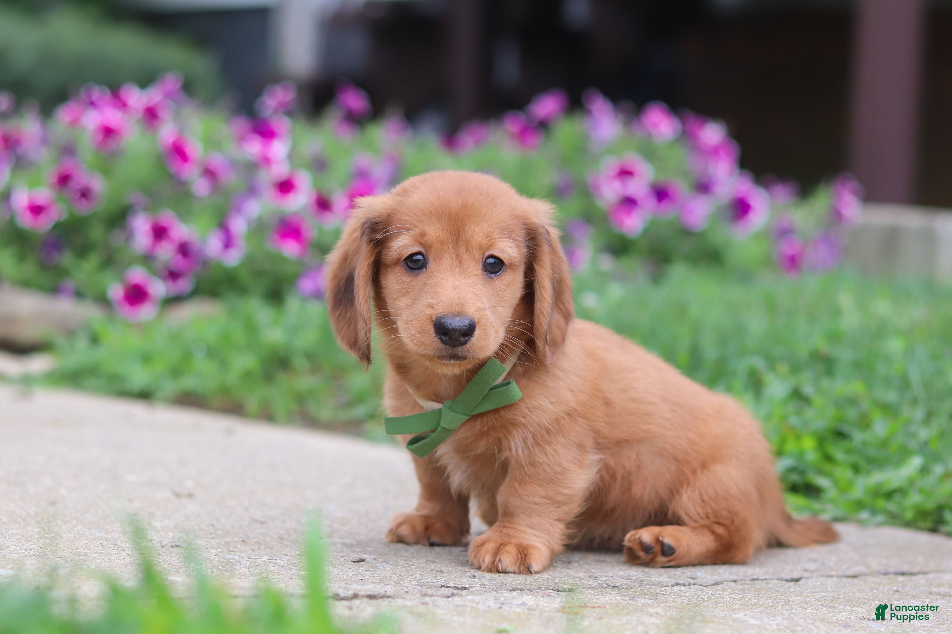 Miniature Dachshund dogs Ethan - Ad 1