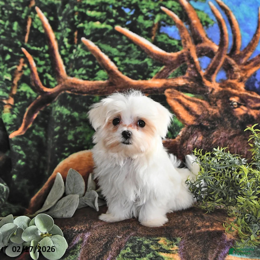 Maltese dogs for sale: Valentine EXTRA SMALL - Ad 2