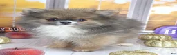 Pomeranian dogs for sale: 💙 Snickers –3.5-4 Pounds Adult Size -Rare Blue Sable Pomeranian Boy 💙🐾 - Ad 8