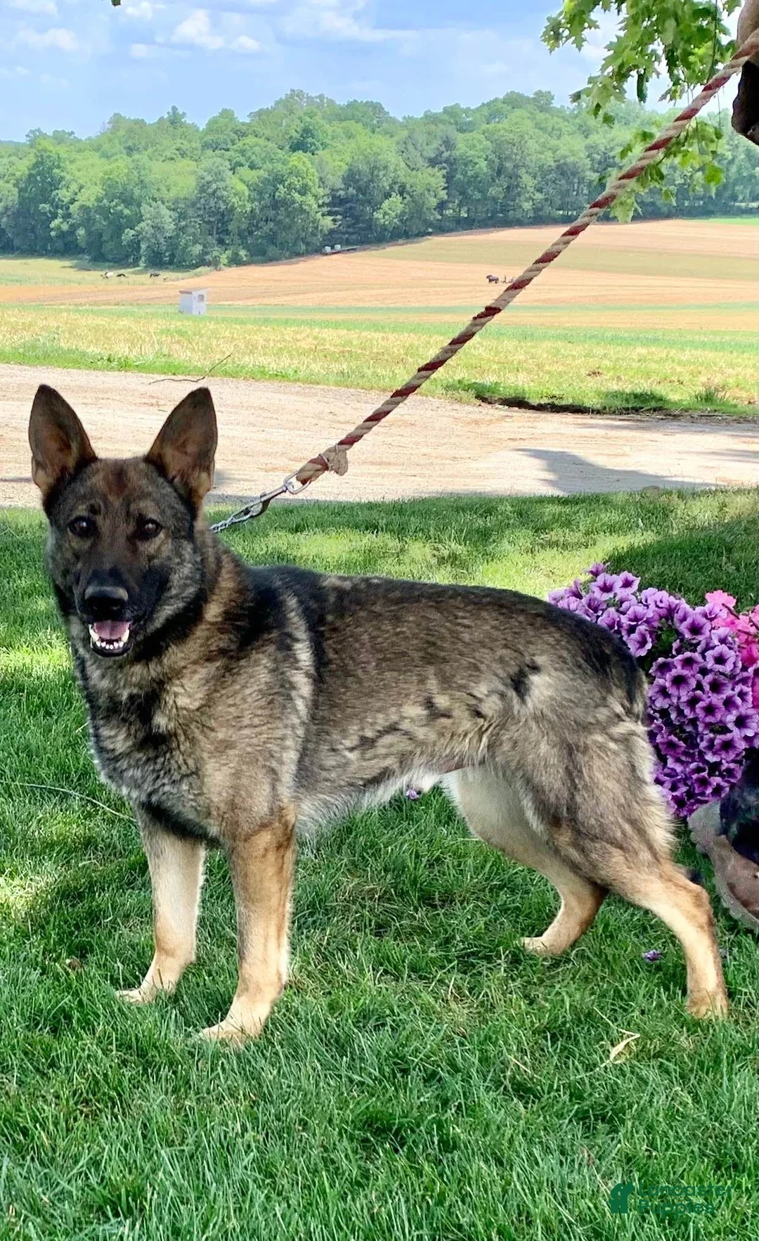 German Shepherd dogs for sale: Working Line ❤️Sweet Georgia❤️🐾AKC Hip CERT❤️Call 717-529-2347 leave message for Dave - Ad 5