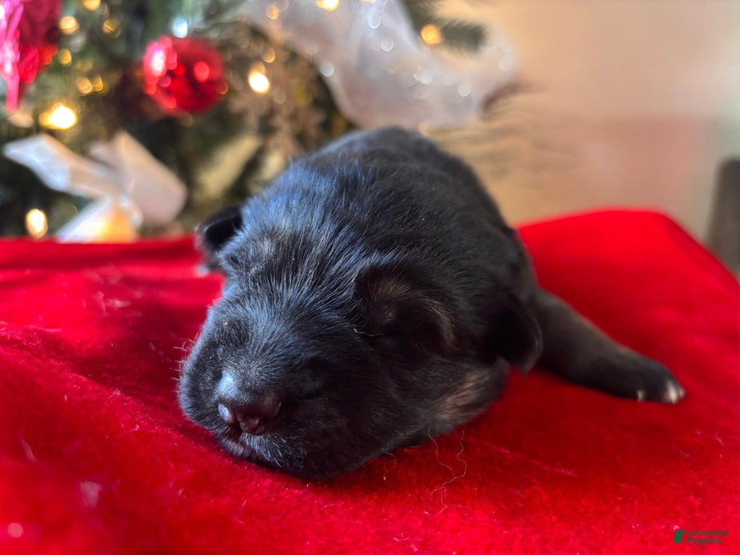 German Shepherd dogs for sale: Midnight  - Ad 3