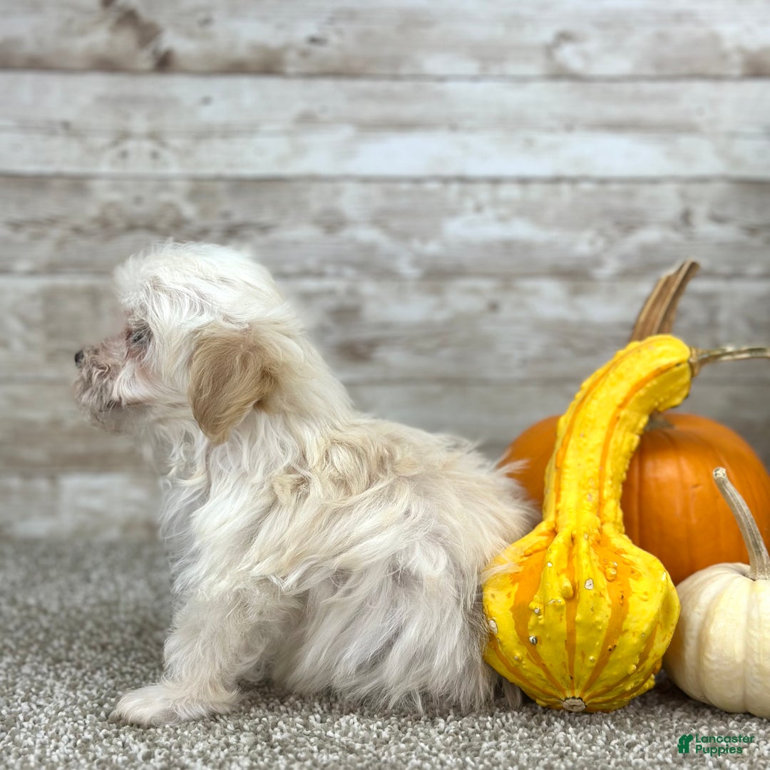 Maltipoo dogs for sale: Boy Martin - 0215 - Ad 2