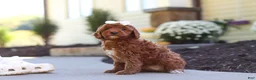 Cockapoo dogs for sale: Willow - Ad 14