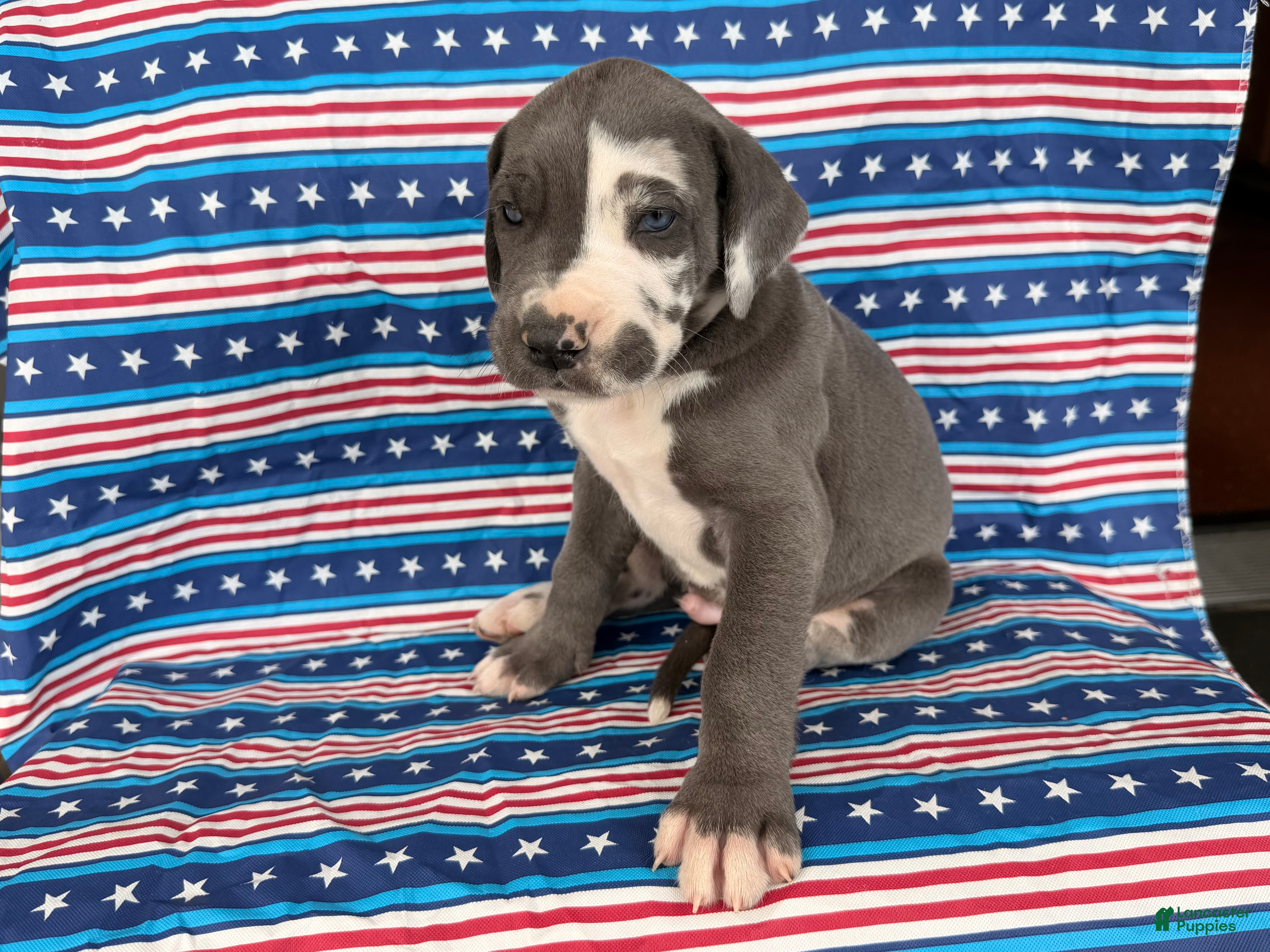 Great Dane dogs Pringles Great Dane  - Ad 1