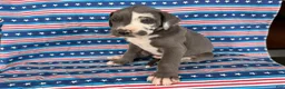 Great Dane dogs for sale: Pringles Great Dane  - Ad 1