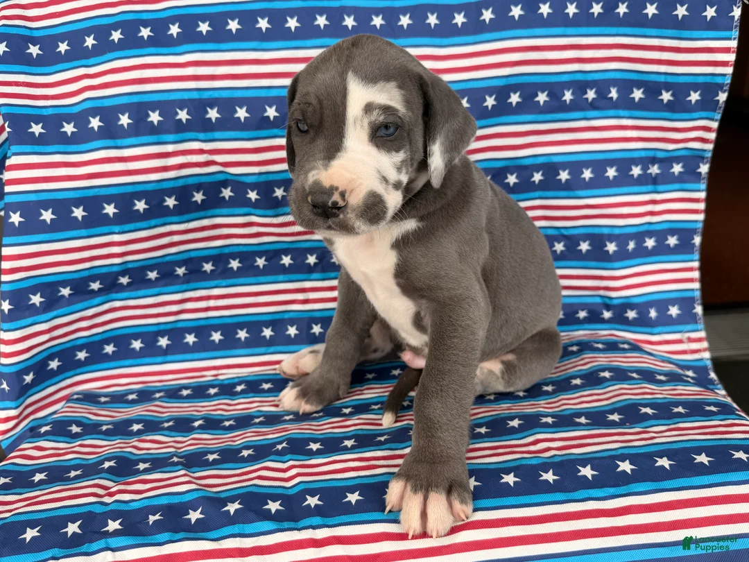 Great Dane dogs for sale: Pringles Great Dane  - Ad 1