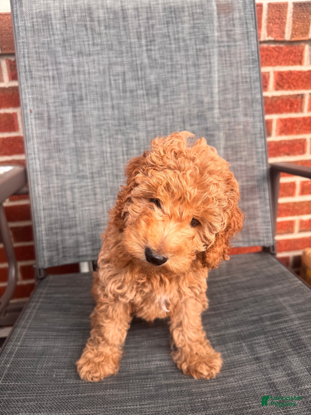Toy Poodle dogs for sale: Ramses - Ad 5