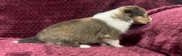 Shetland Sheepdog dogs for sale: Dalia - Ad 3
