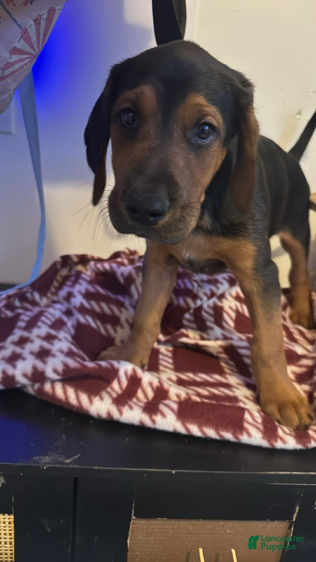 Mixed Breed dogs Mixed Breed Puppy 1 - Ad 28