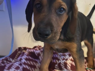 Mixed Breed dogs Mixed Breed Puppy 1 - Ad 28