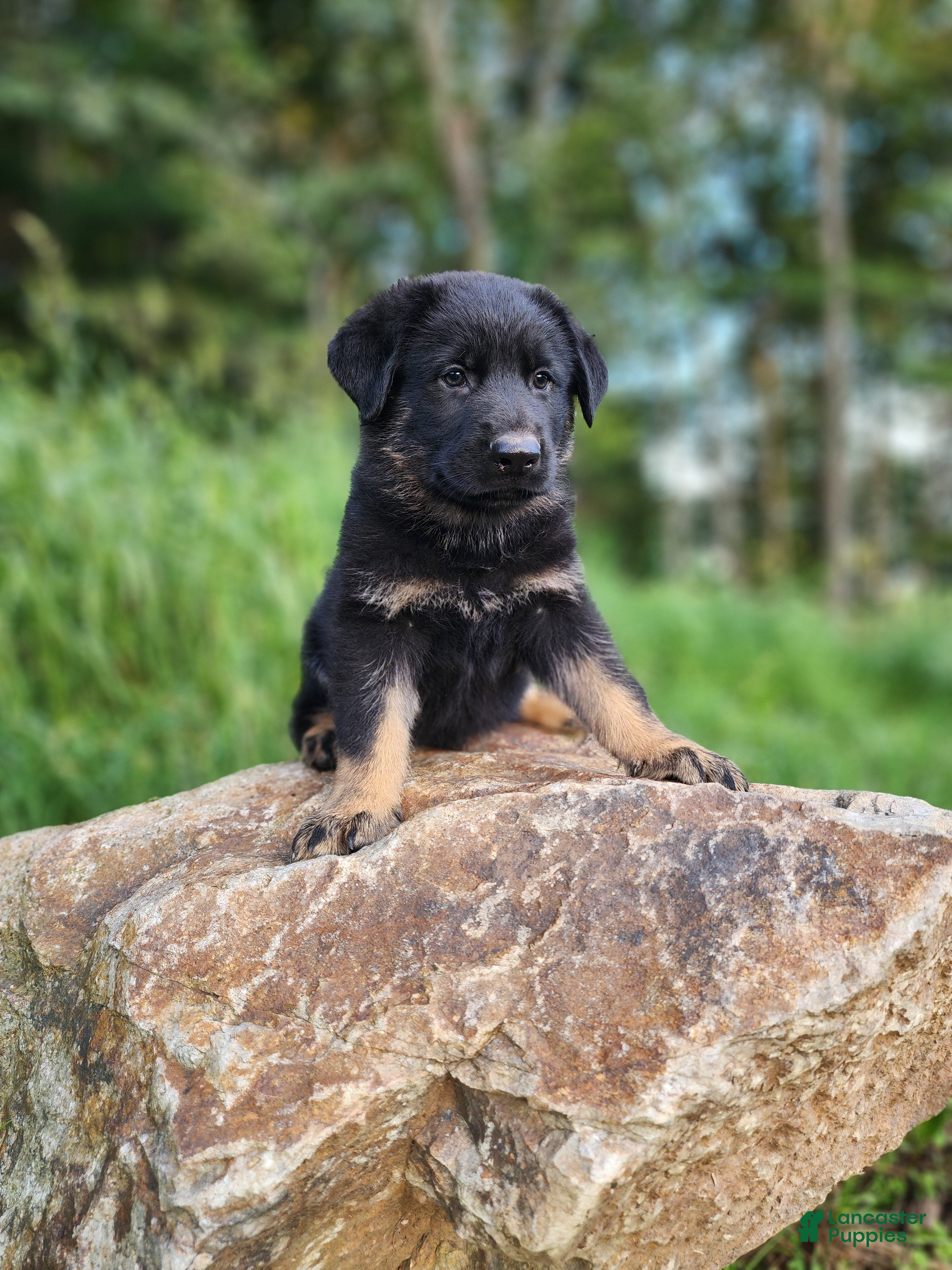 German Shepherd dogs Trek - Ad 2