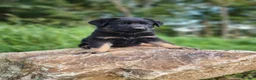 German Shepherd dogs for sale: Trek - Ad 10