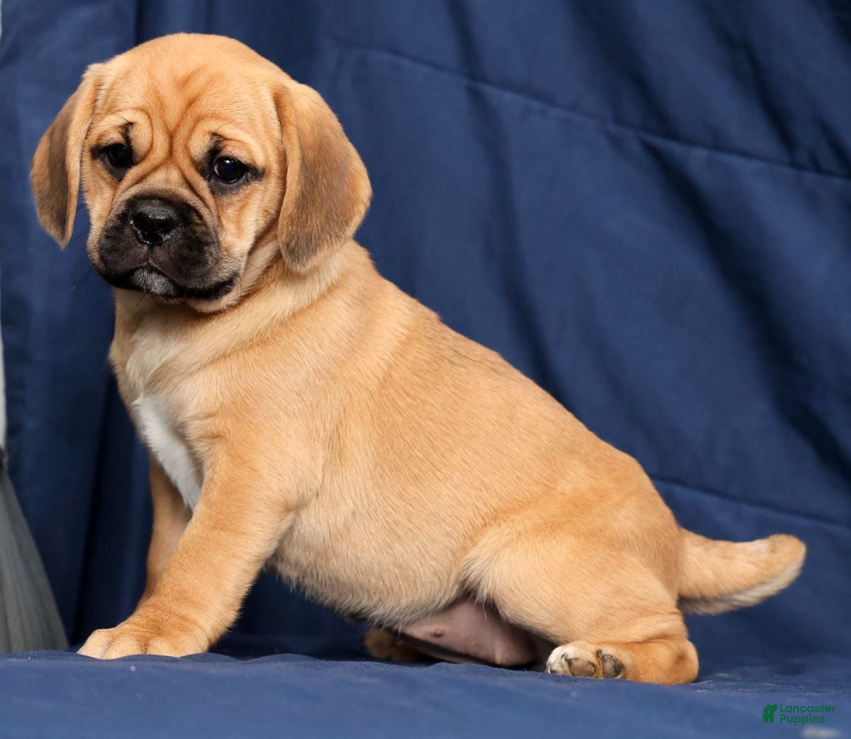 Puggle dogs Kimberly - Ad 2