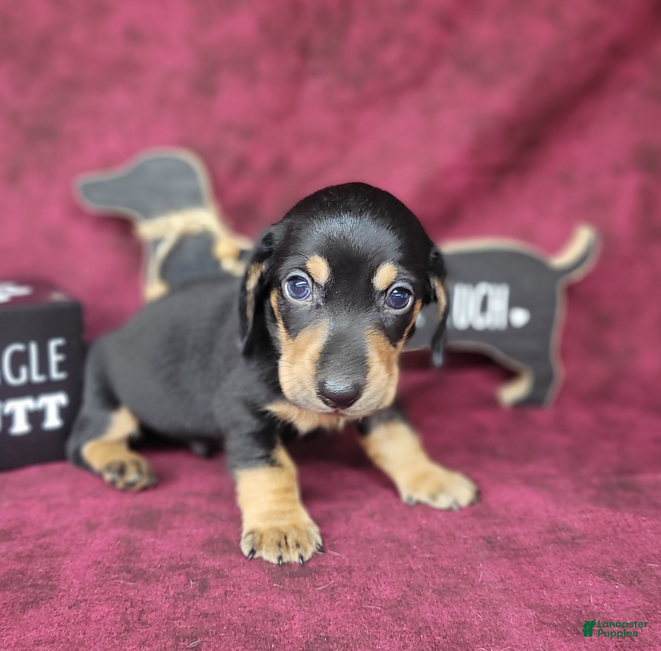 Miniature Dachshund dogs AKC Levi - Ad 1