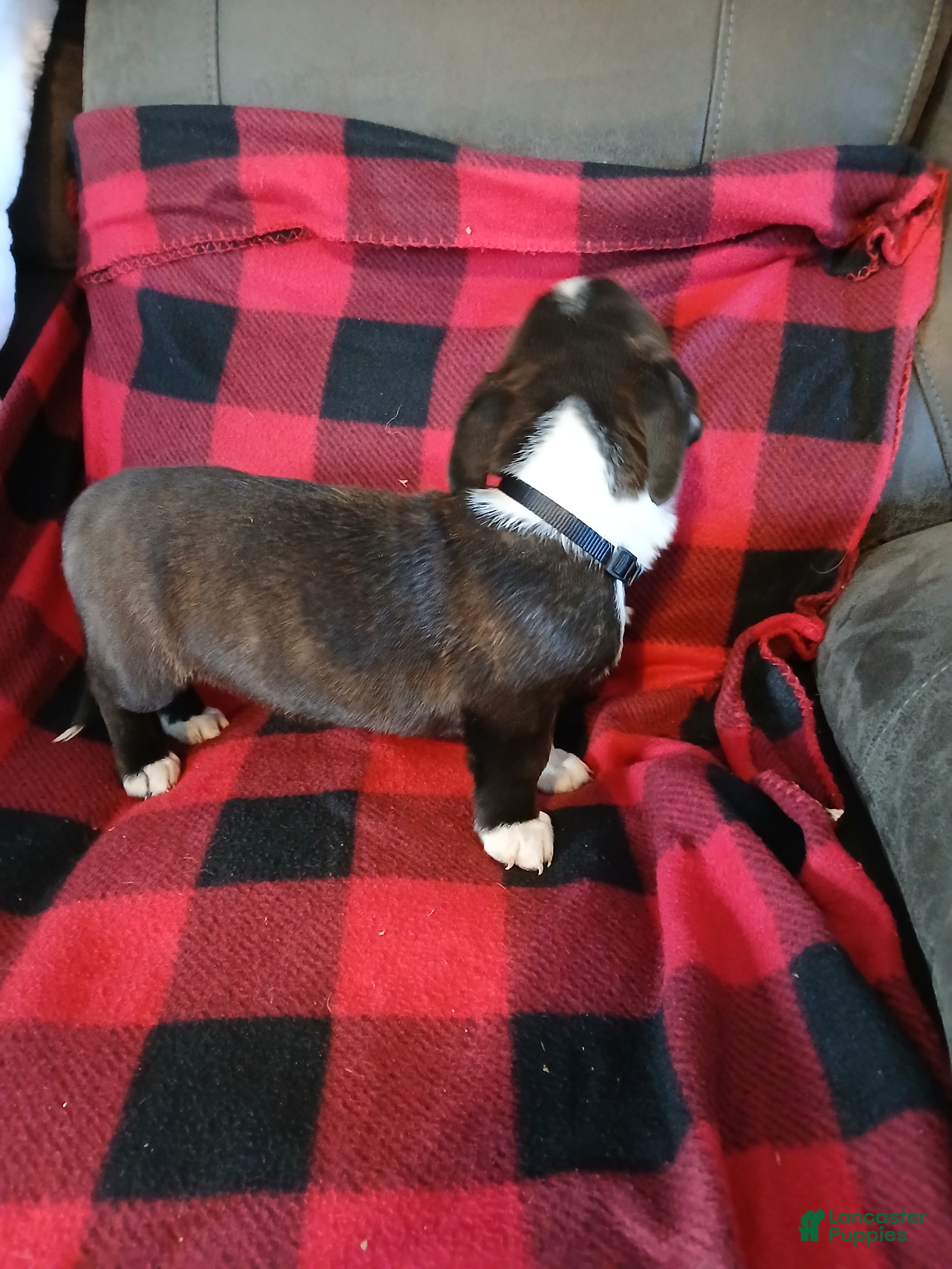 Boston Terrier dogs Boston Terrier Puppy 1 - Ad 2