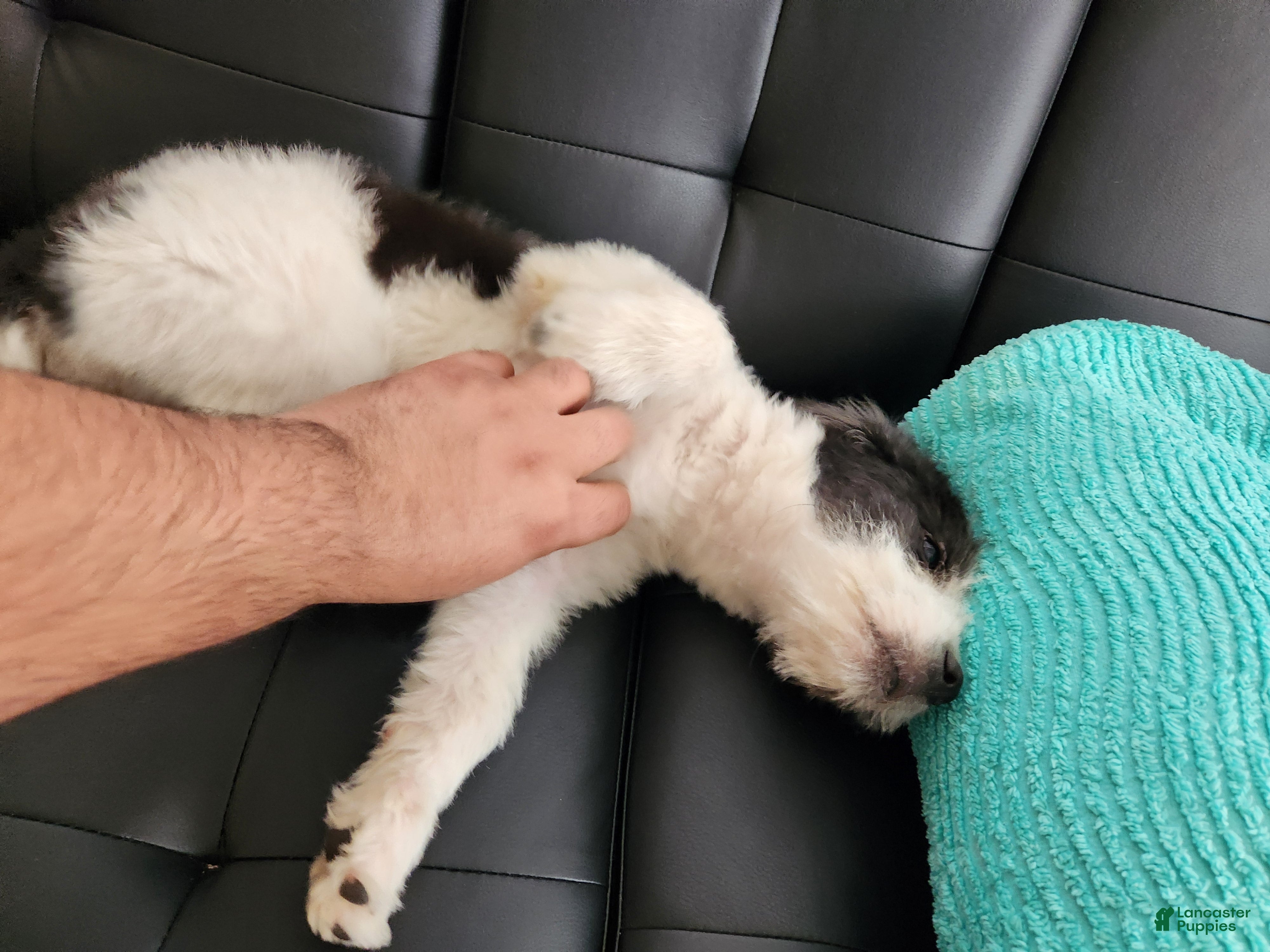 Mixed Breed dogs BERNADETTE - Ad 40