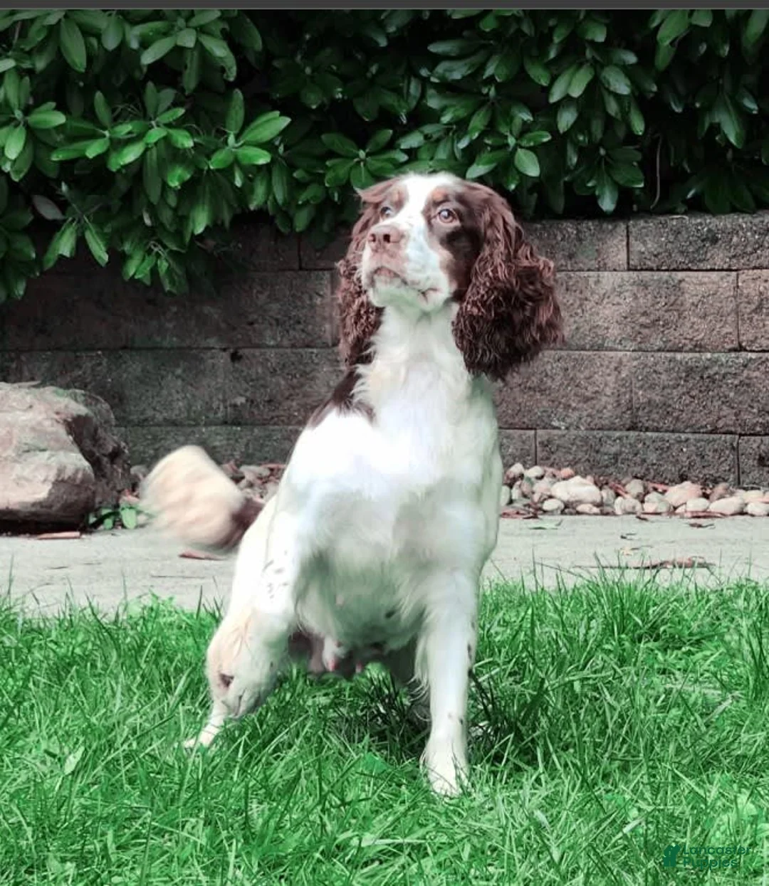 Gallery Image {{count}}